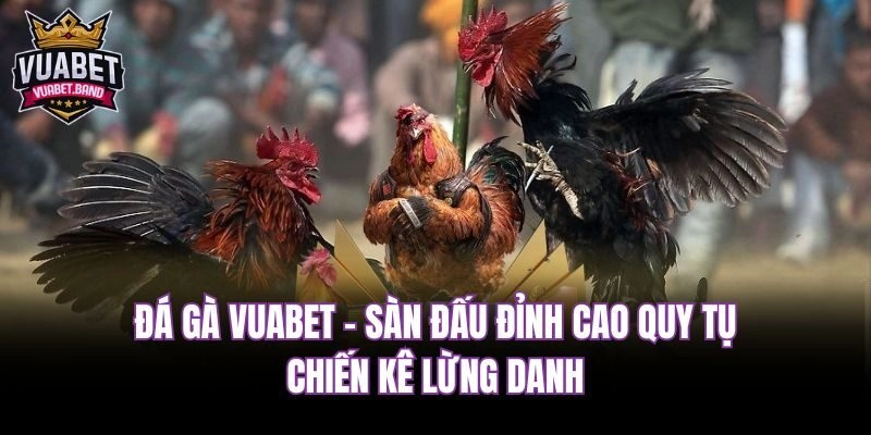 Đá gà Vuabet - Sàn đấu đỉnh cao quy tụ chiến kê lừng danh